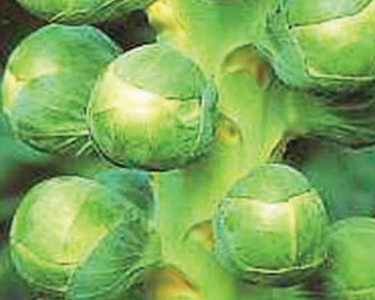 Jade Cross Hybrid Brussels Sprout Seeds